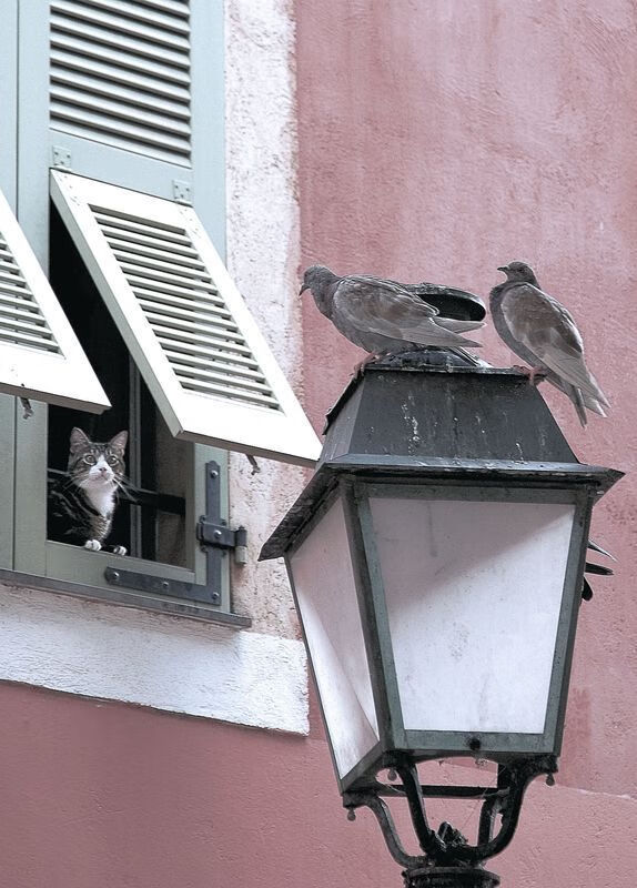 钢铁屏障与远程利刃，楚阿梅尼如何重塑国家德比赛场