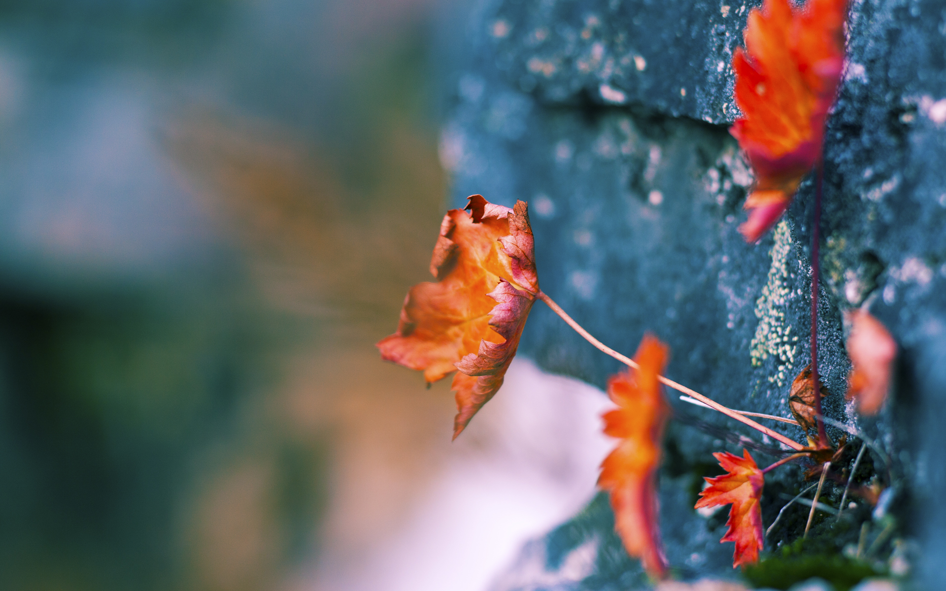 冰与火之歌，当新疆寒流冲垮广东王朝，德罗赞化身终极刺客