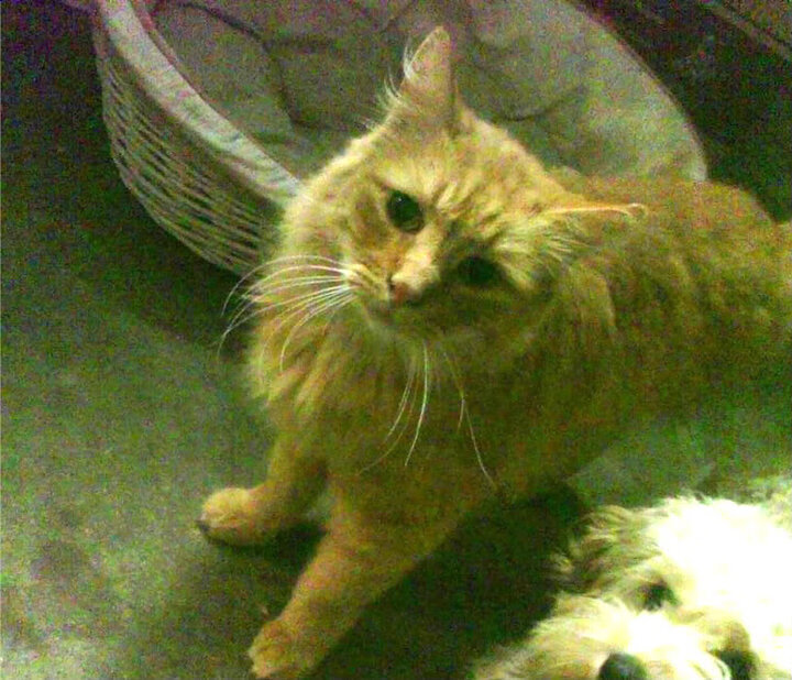 德甲争冠战棋局,奇兵战术如何令传统勇士俯首