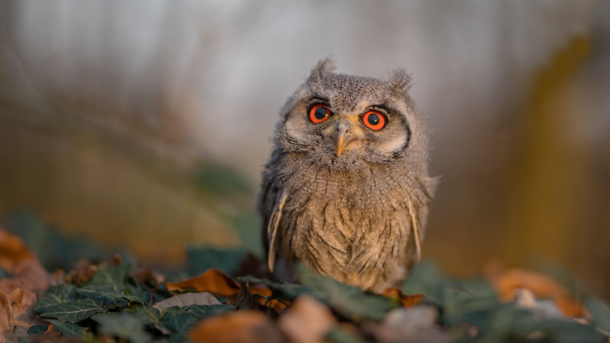 当凤凰城变成诺坎普,克莱用三分雨写就的欧冠英雄史诗