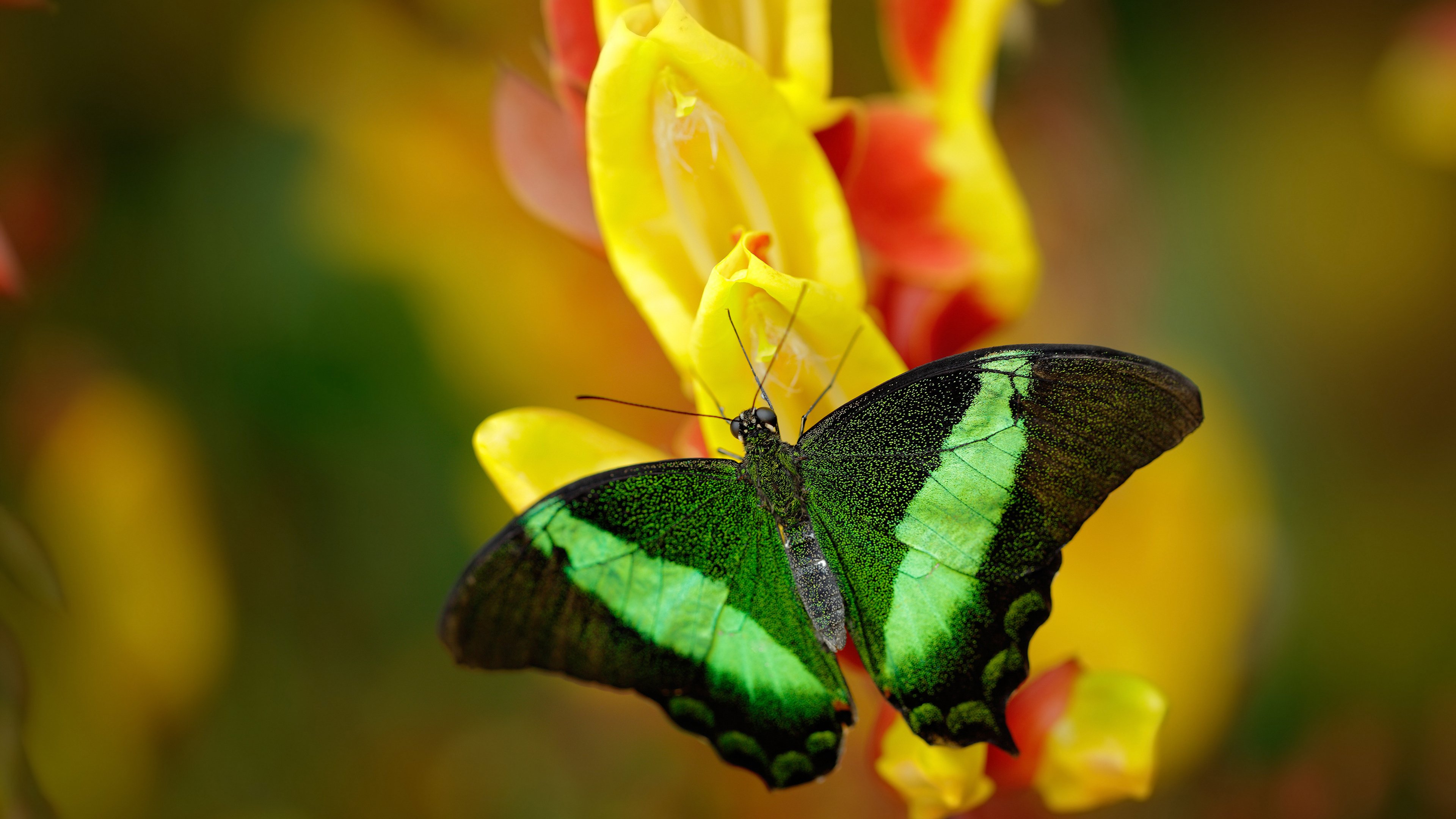 双城夜场,范戴克在焦点战证明价值,罗马险胜背后的中国悬念