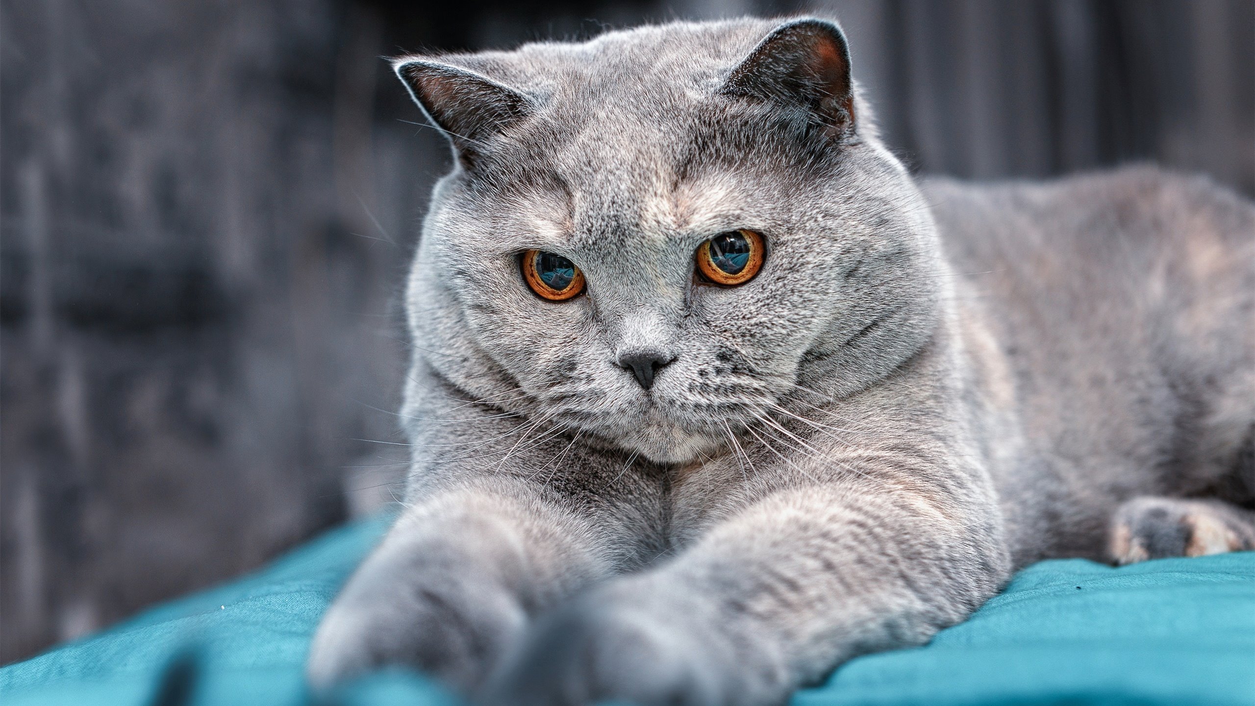 当隐形手术刀出鞘，格纳布里如何以一己之力切割半决赛之夜