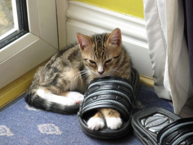 当历史在镁光灯与草皮上重演—凯尔特人决胜局带走爵士，爱德华兹在2026世界杯接管比赛