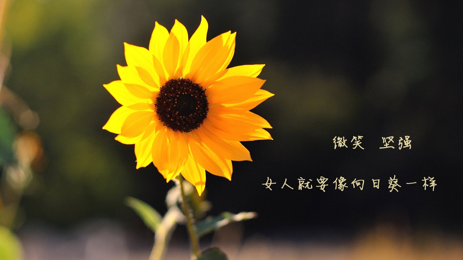 南北辉映，东契奇的三分雨与太阳的团队光芒