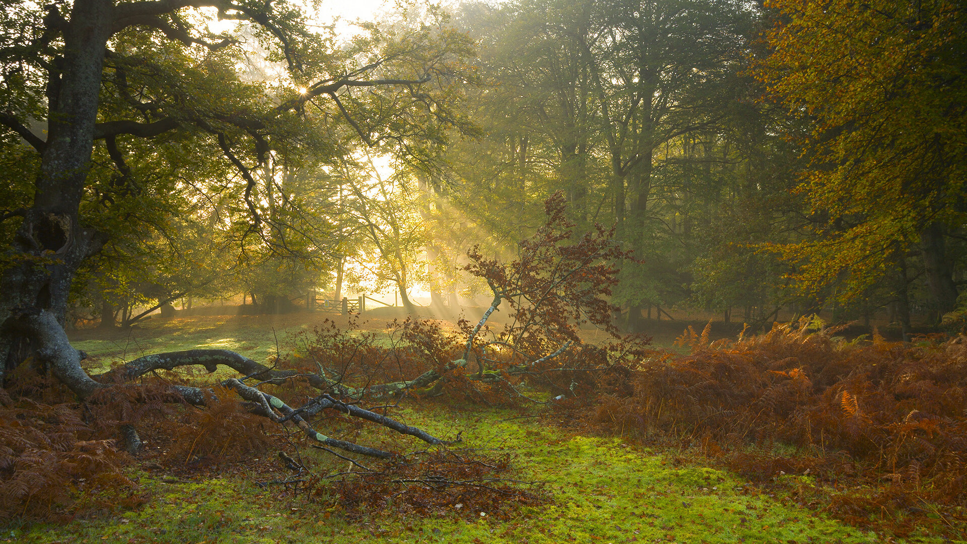 当紫色烟花点亮北美夜空，拉梅洛的14秒定义世界杯首战