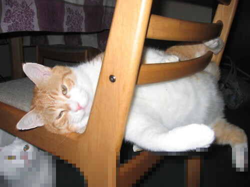 破冰者，当巴斯克雄狮遇见枫叶骑士—阿克飞越重洋的最远射门