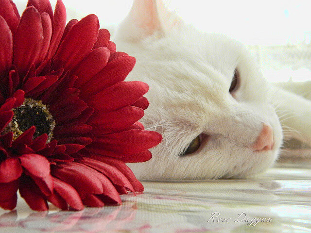 逆流之剑，当摩纳哥血拼曼城，基耶萨写下唯一的剧本