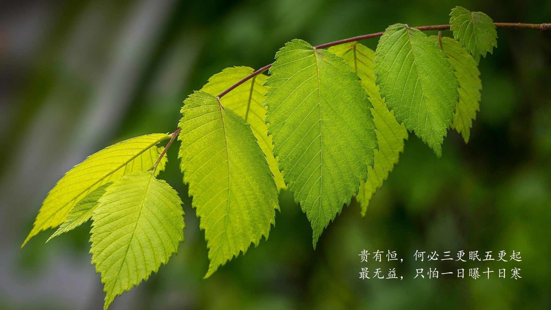 铁血防线炼狱重生，阿诺德军团如何用唯一性法则逆转安第斯雄鹰